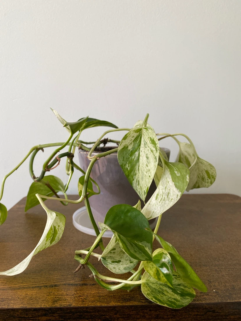 Marble Queen Pothos Plant