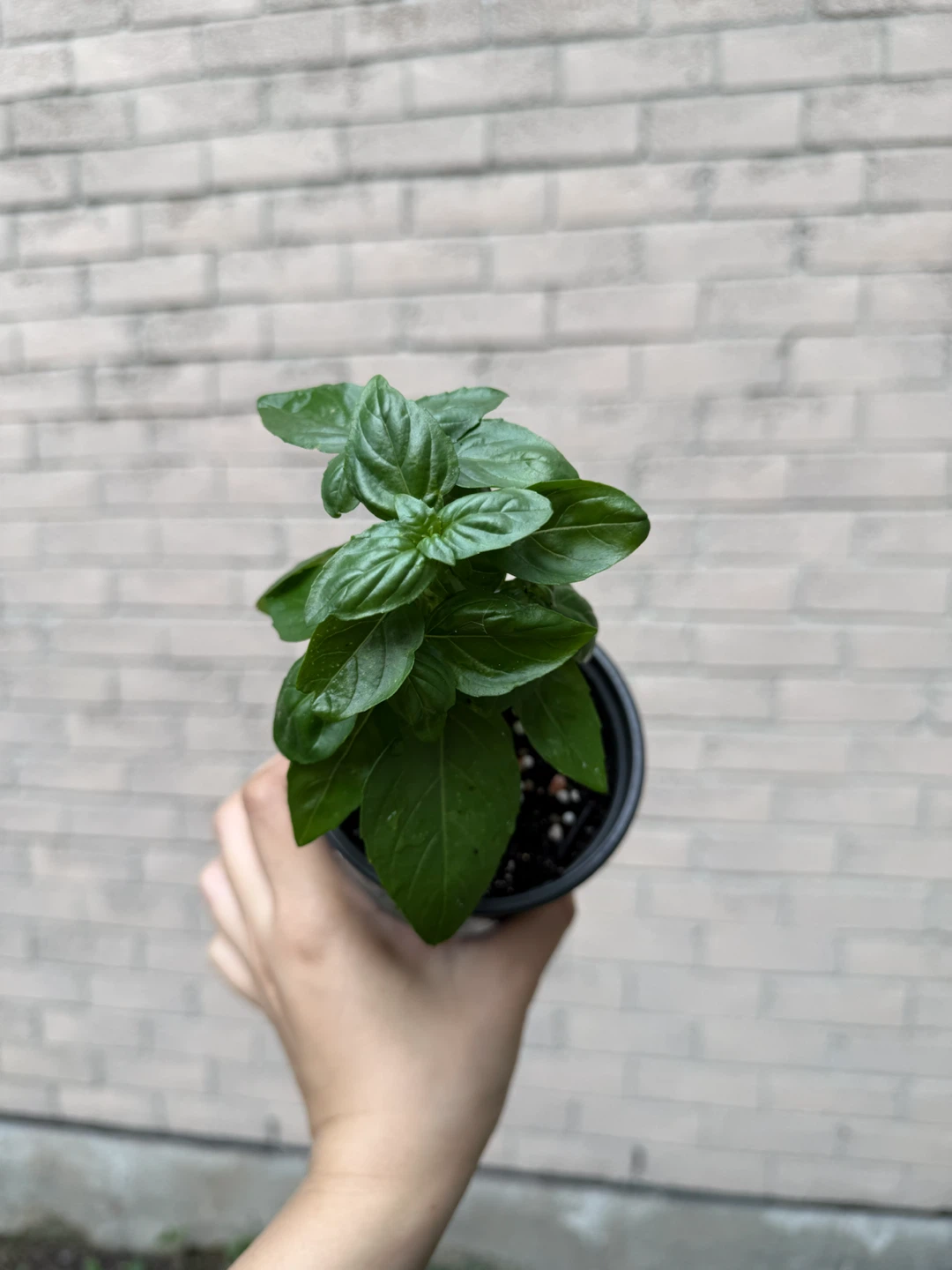 McCowan Rd / Denison St pick up - Sweet Basil Plant