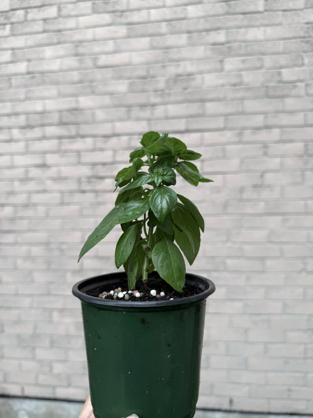 McCowan Rd / Denison St pick up - Sweet Basil Plant - photo 2