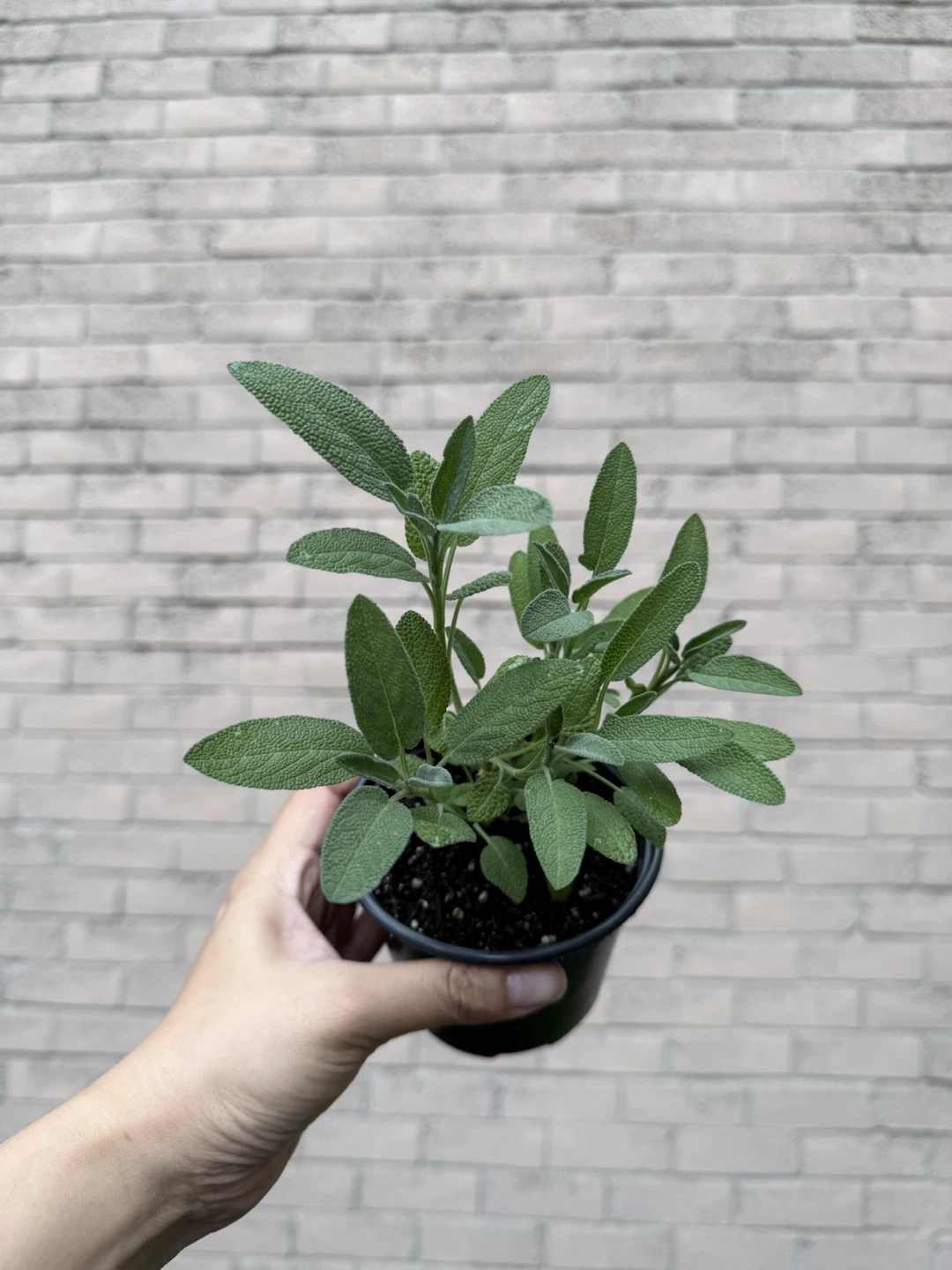 McCowan Rd / Denison St pick up - Sage Plant
