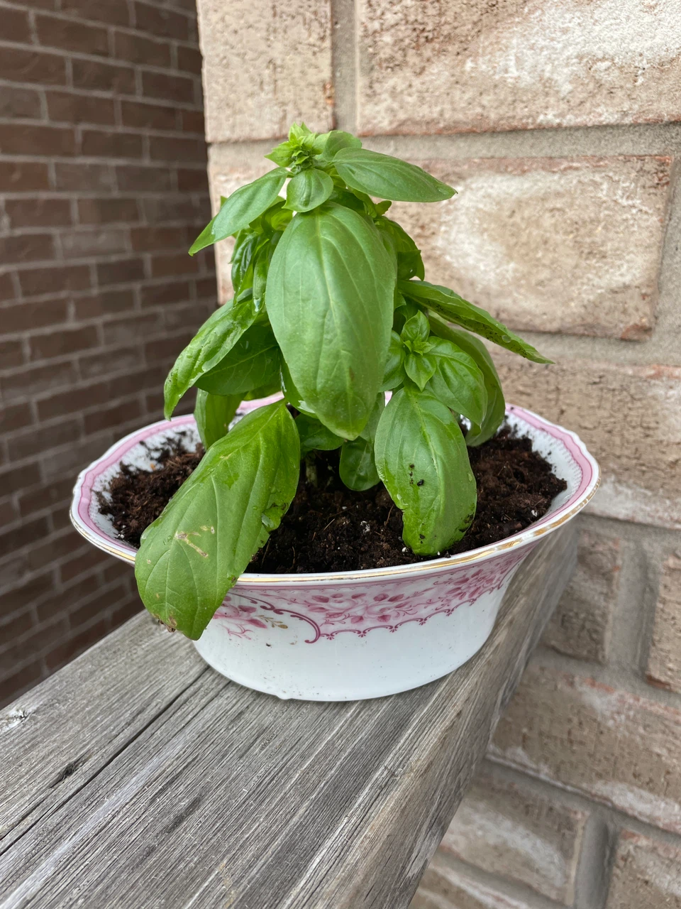 Fresh Basil Plant in Decorative Bowl