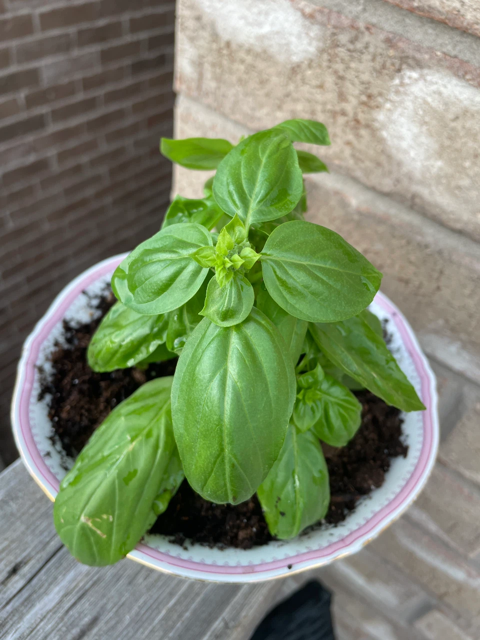 Fresh Basil Plant in Decorative Bowl - photo 2