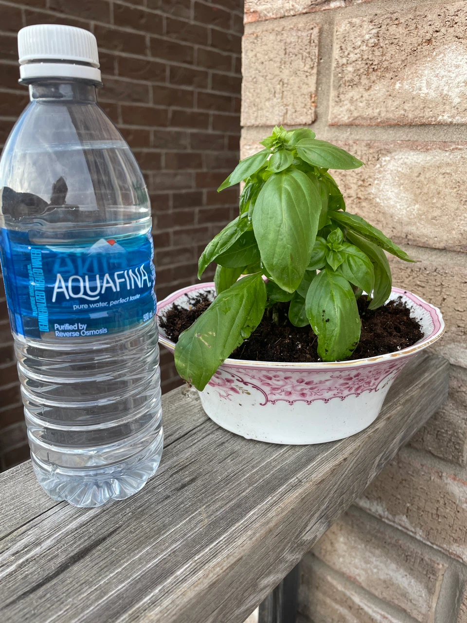 Fresh Basil Plant in Decorative Bowl - photo 3