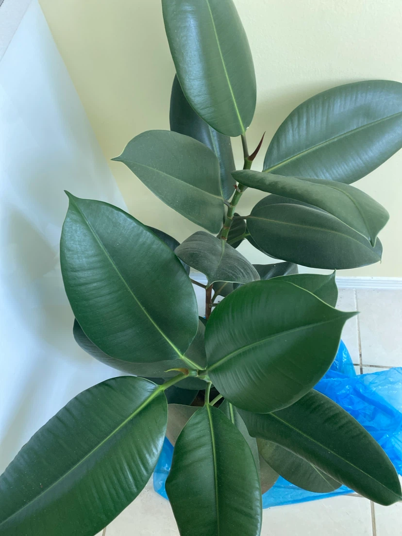 Rubber Plant above 40”