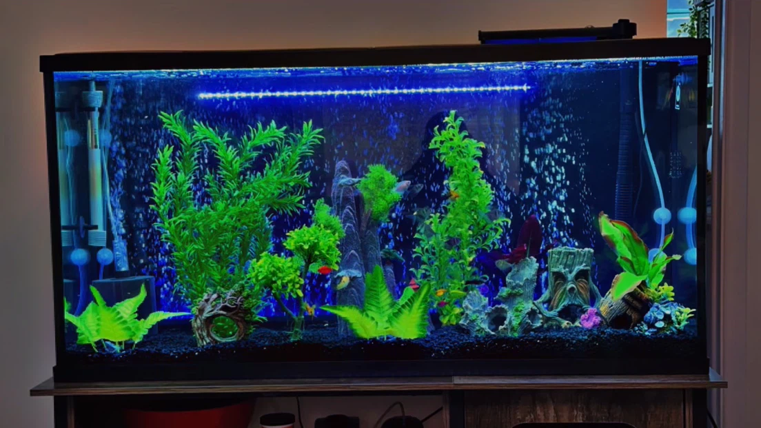 55 Gal Fish tank & all equipment