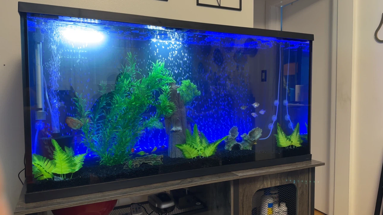 55 Gal Fish tank & all equipment - photo 2