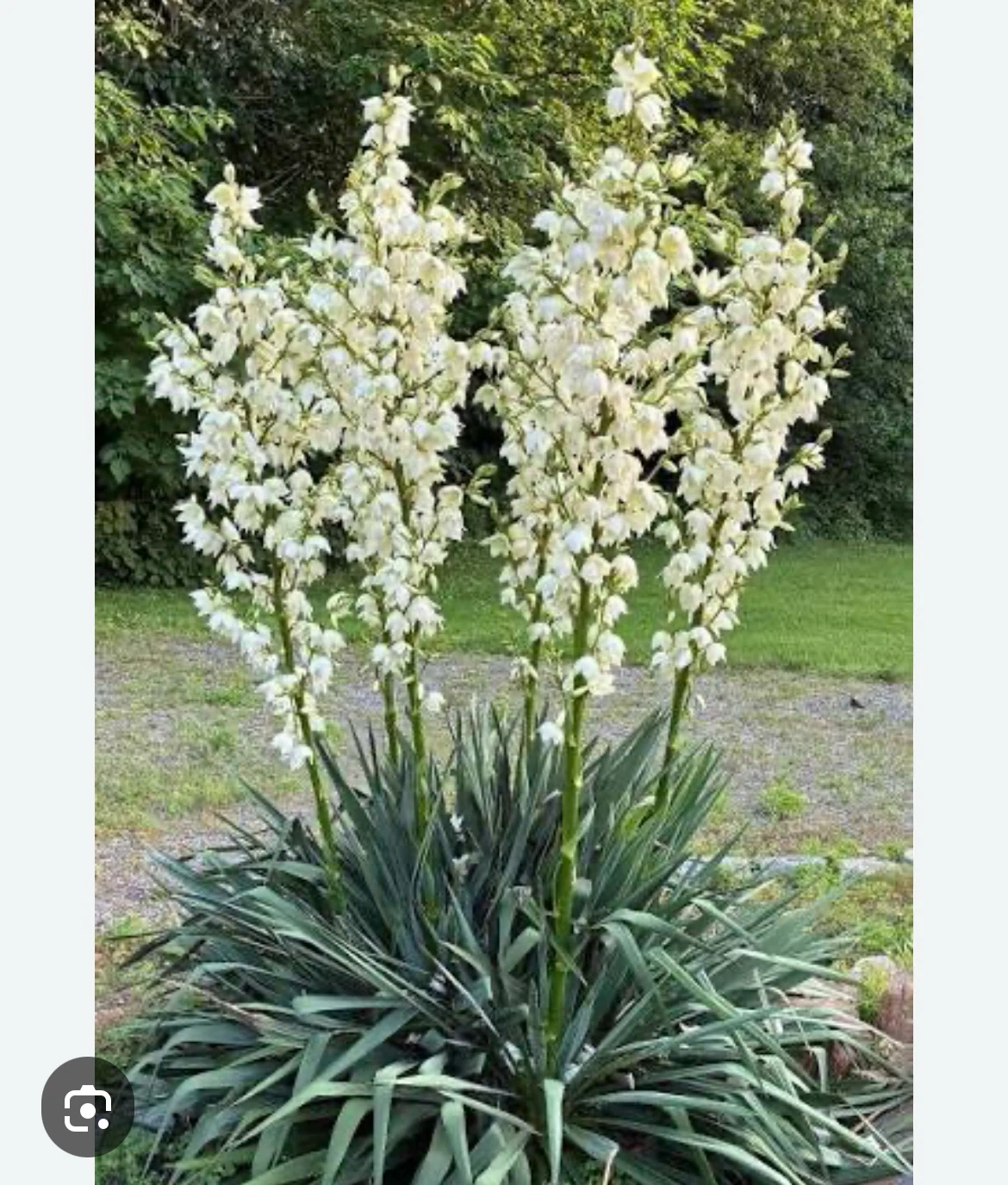 Yucca Plant