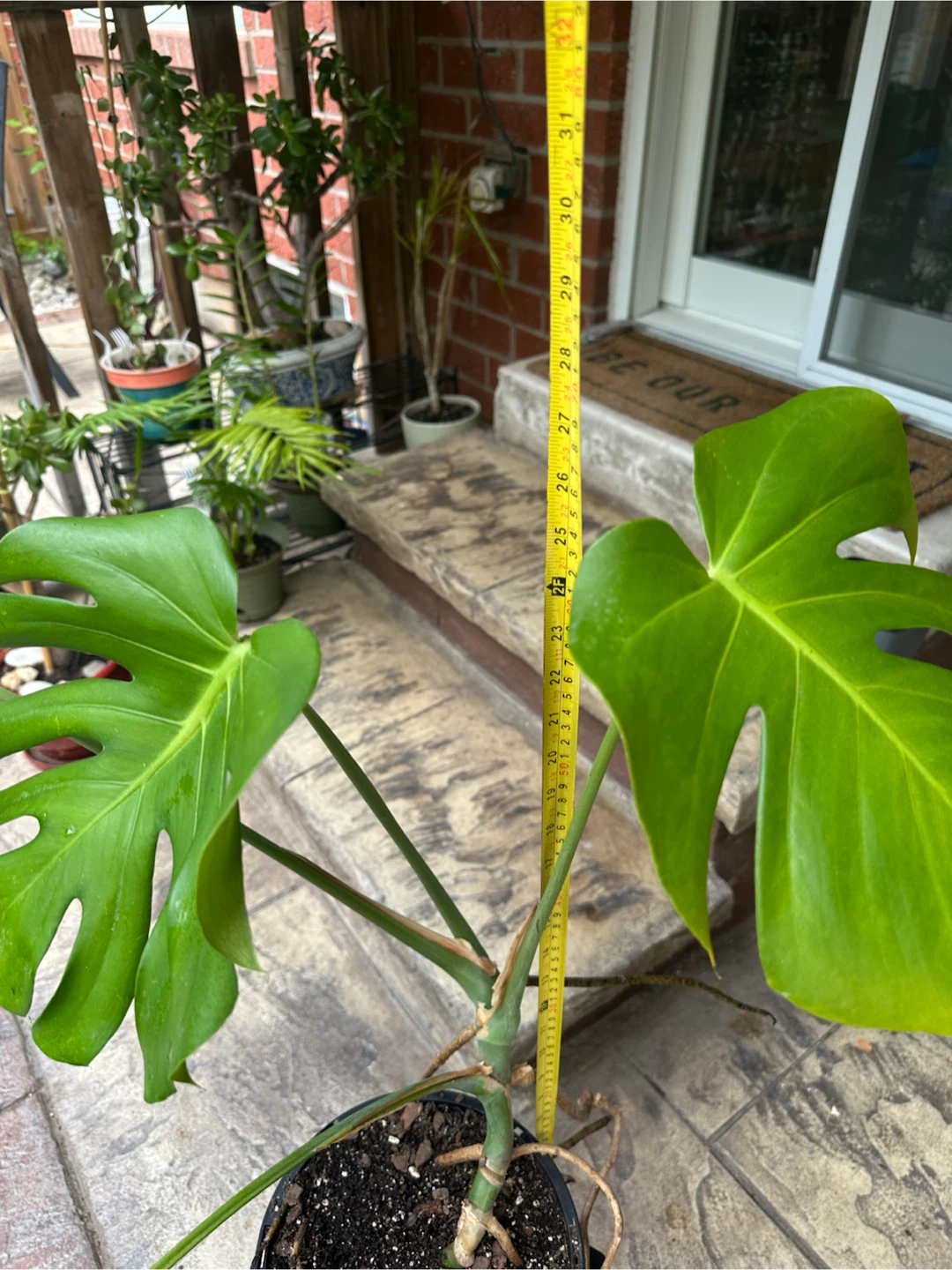 Monstera Plant
