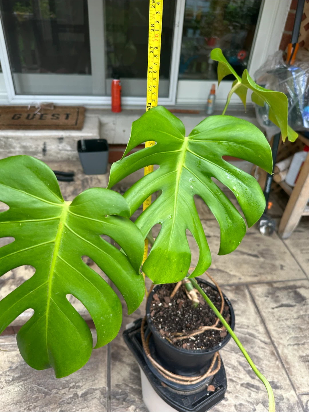 Monstera Plant - photo 2