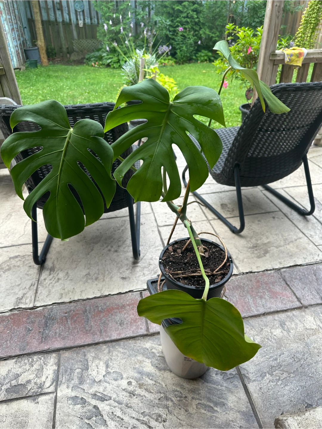 Monstera Plant - photo 3