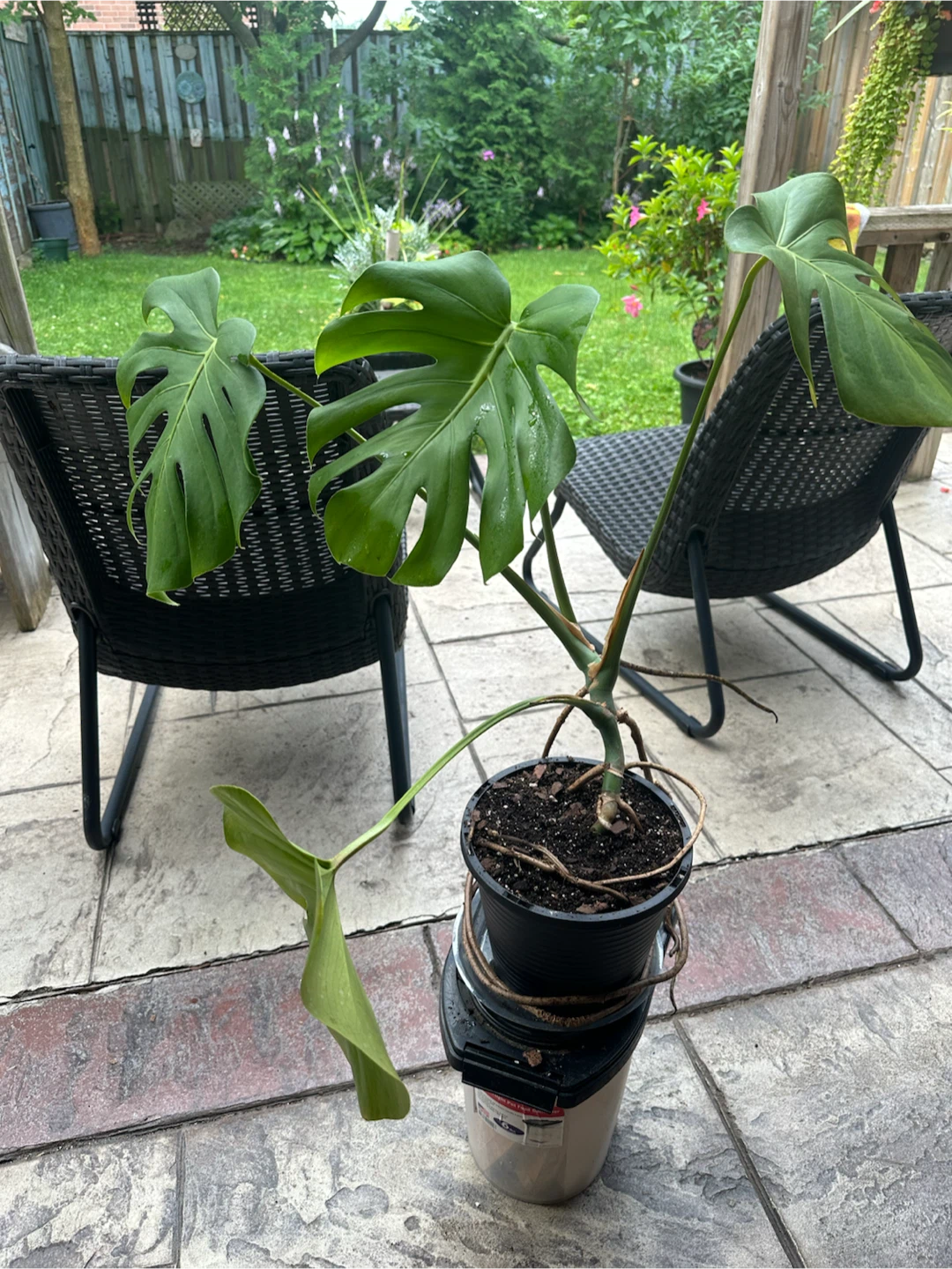 Monstera Plant - photo 4