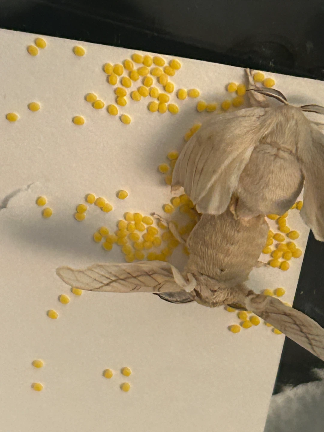 Bombyx mori Silkworm Eggs – Jianpuzhai × Standard - photo 5