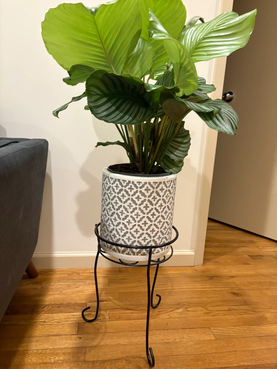 Calathea Orbifolia Plant in Decorative Pot with Stand
