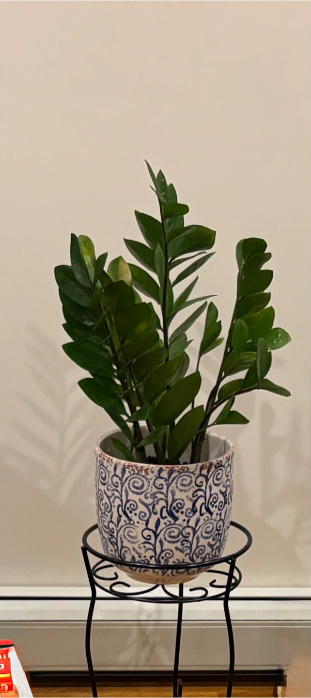 ZZ Plant in Decorative Pot