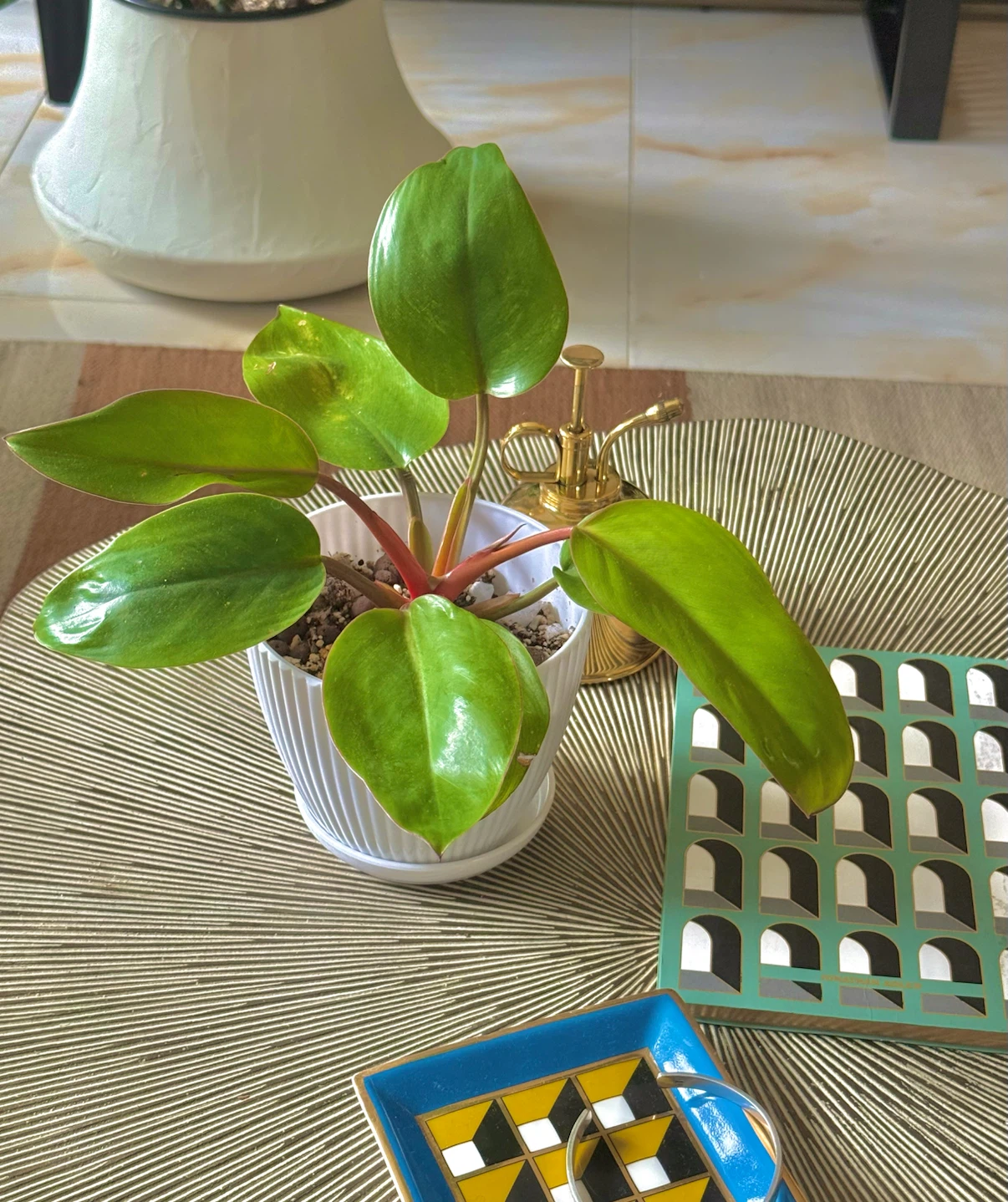 Philodendron Mars whole plant with planter