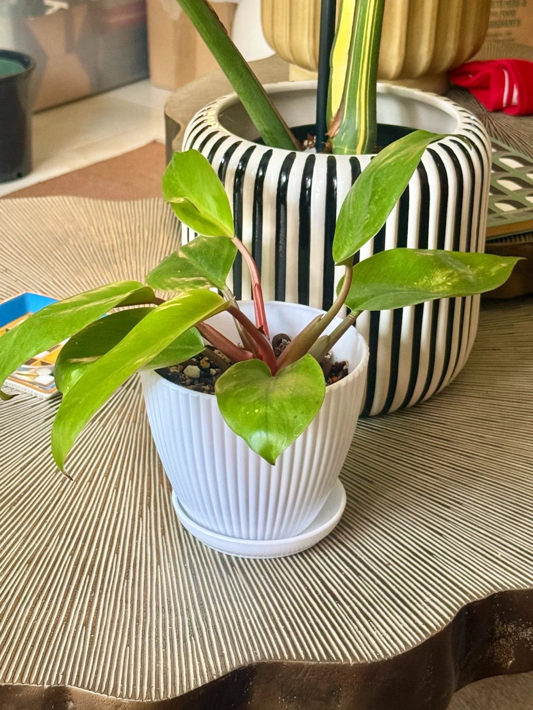 Philodendron Mars whole plant with planter - photo 2