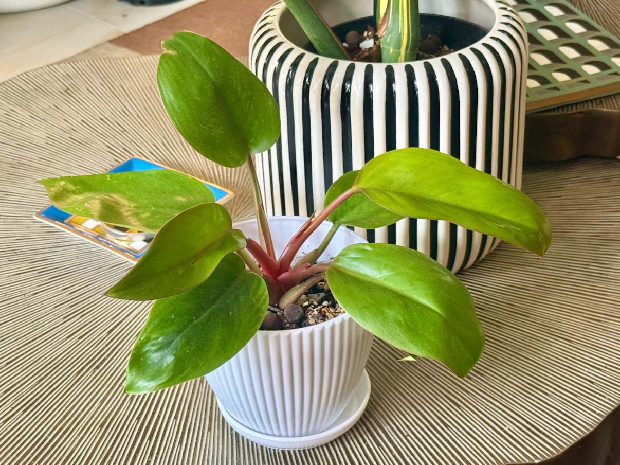Philodendron Mars whole plant with planter - photo 3