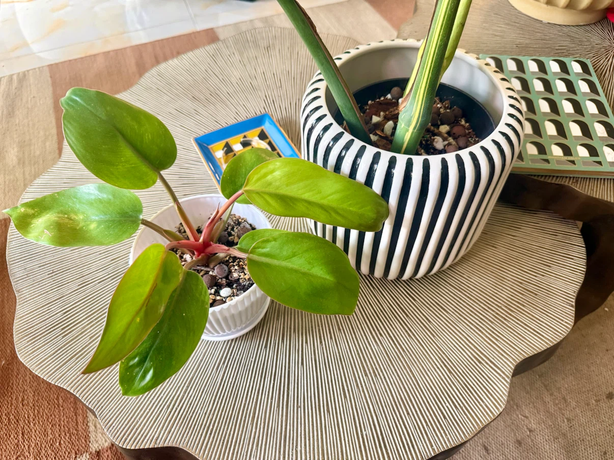 Philodendron Mars whole plant with planter - photo 5