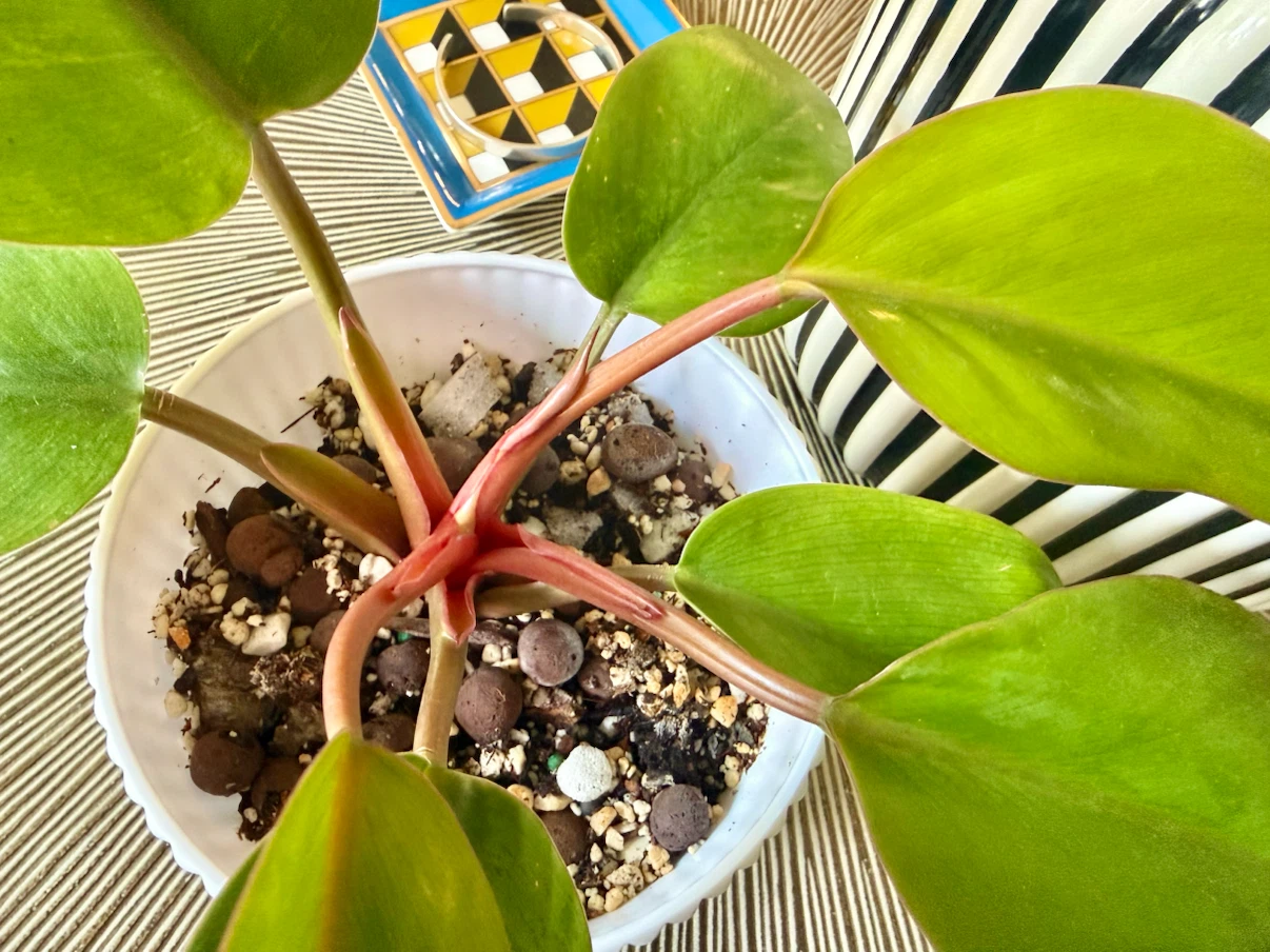 Philodendron Mars whole plant with planter - photo 4