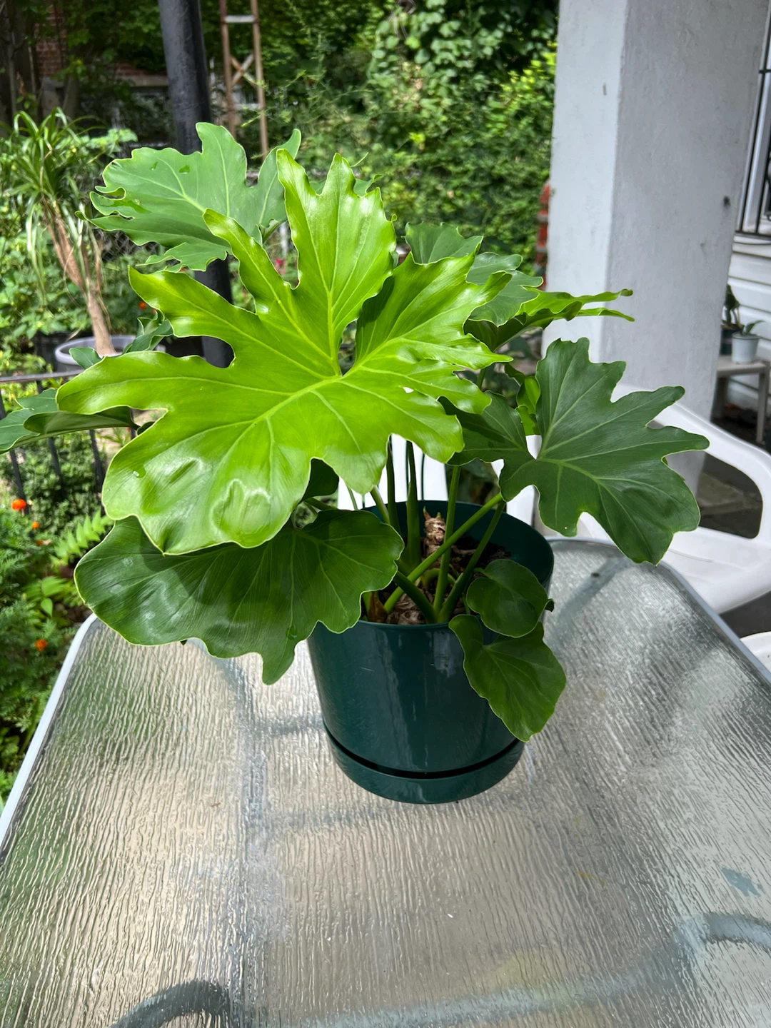 Philodendron Selloum Plant in Green Pot