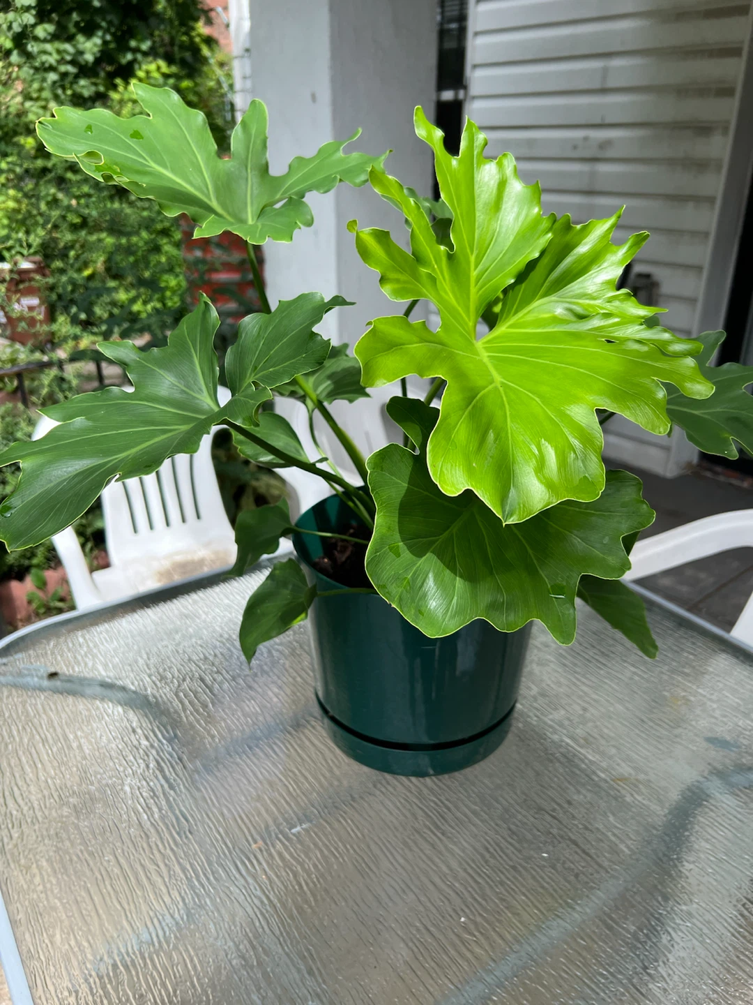 Philodendron Selloum Plant in Green Pot - photo 2