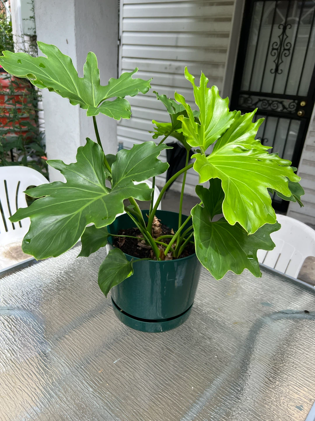 Philodendron Selloum Plant in Green Pot - photo 3