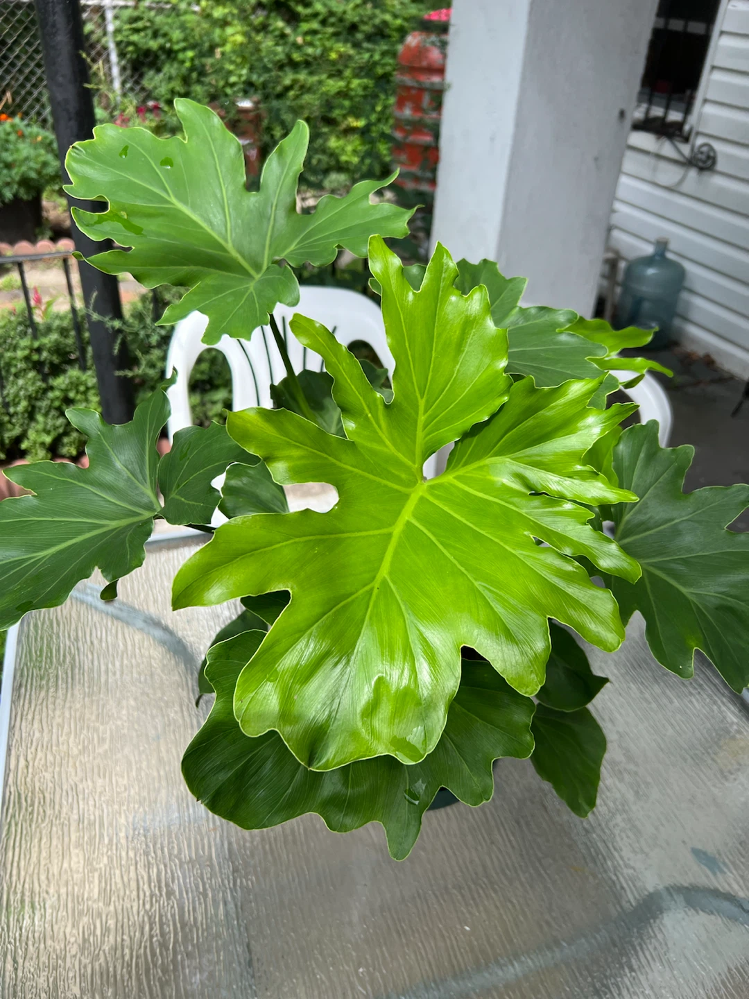 Philodendron Selloum Plant in Green Pot - photo 4