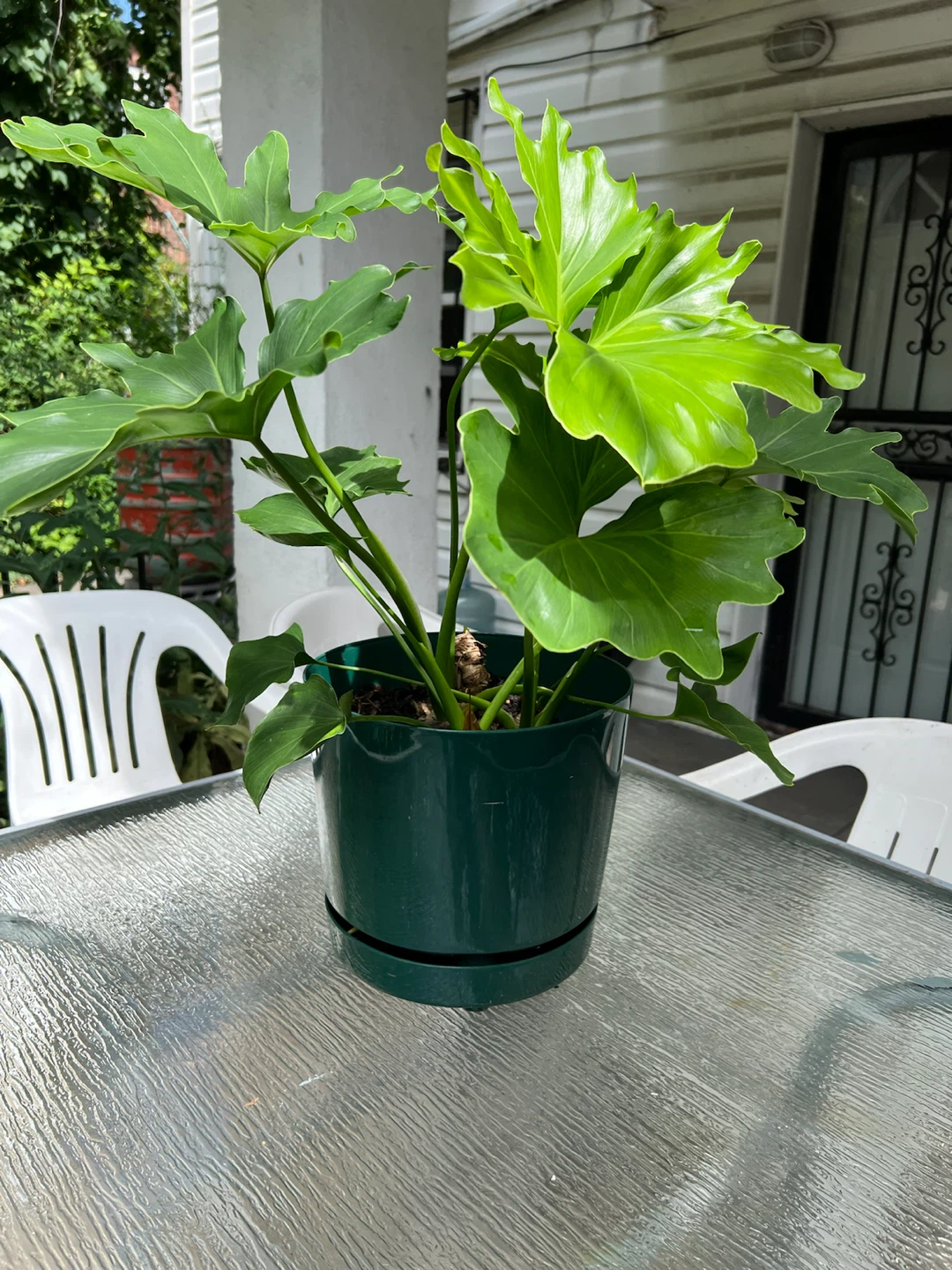 Philodendron Selloum Plant in Green Pot - photo 5