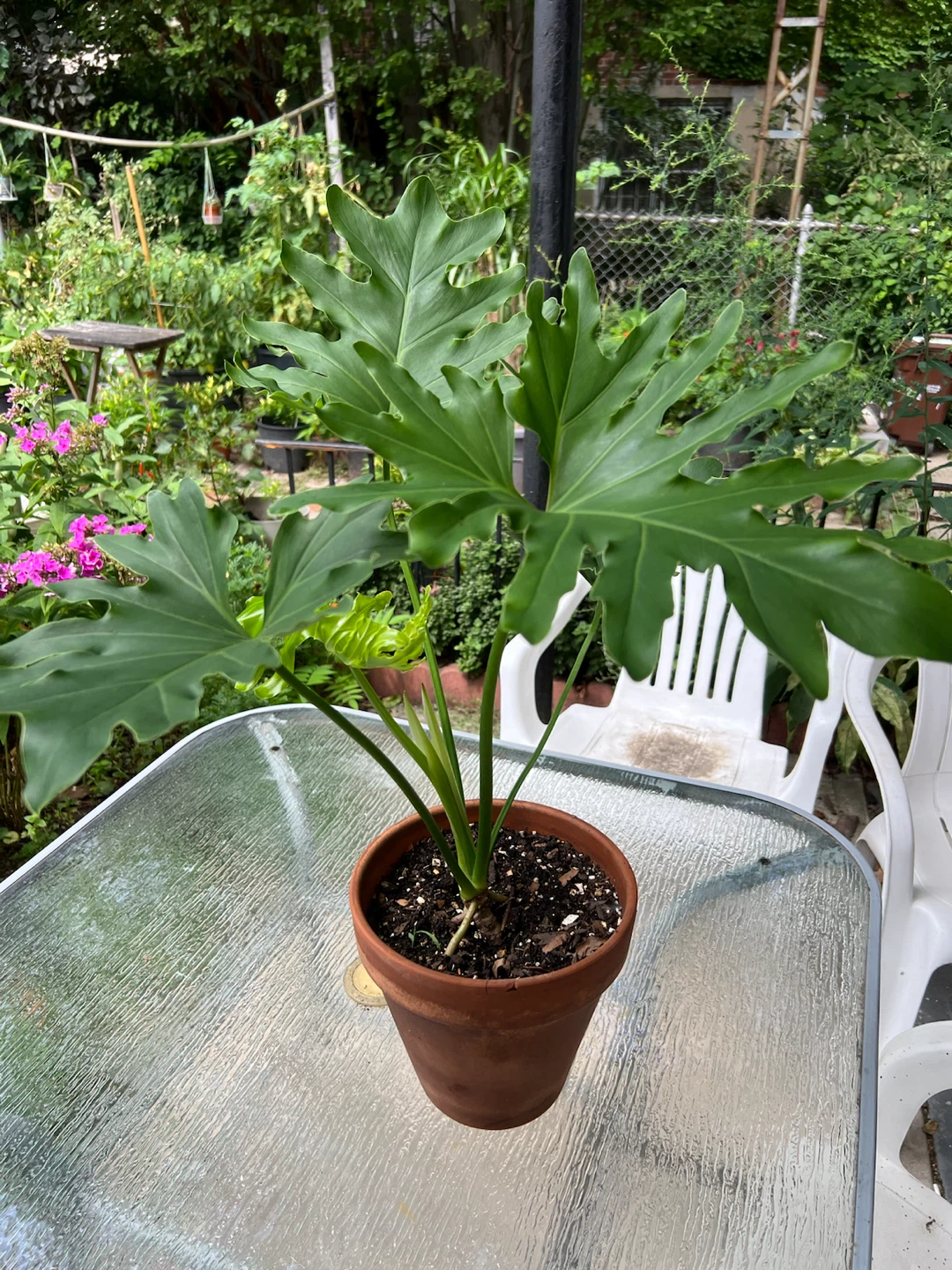 Beautiful and healthy Philodendron split leaf Plant