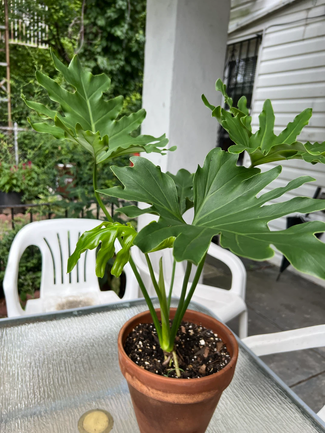 Beautiful and healthy Philodendron split leaf Plant - photo 2