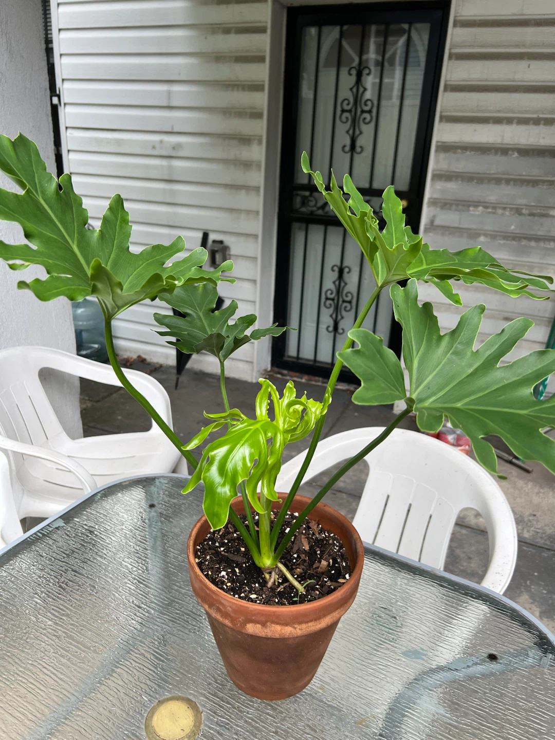 Beautiful and healthy Philodendron split leaf Plant - photo 3