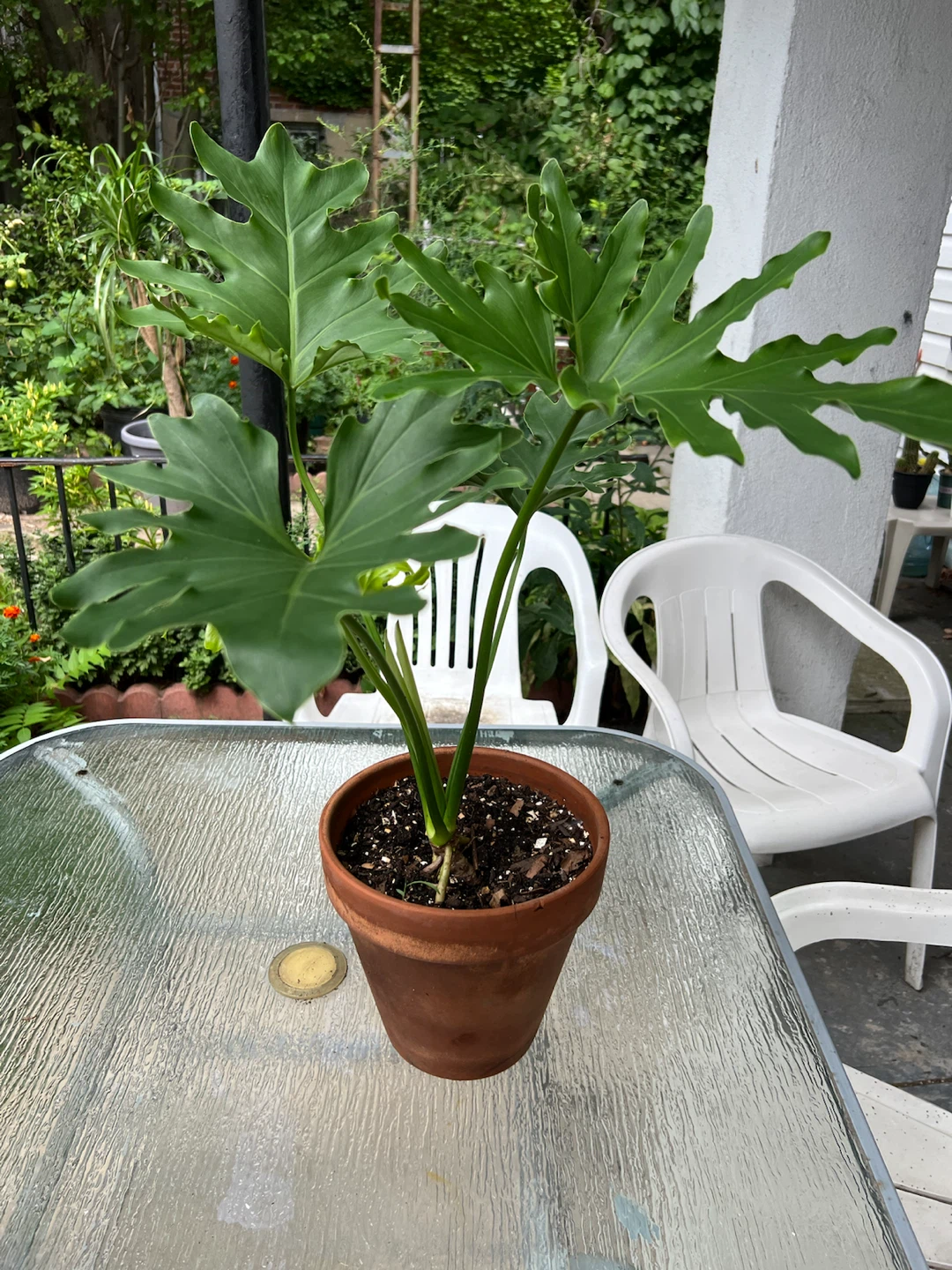 Beautiful and healthy Philodendron split leaf Plant - photo 4