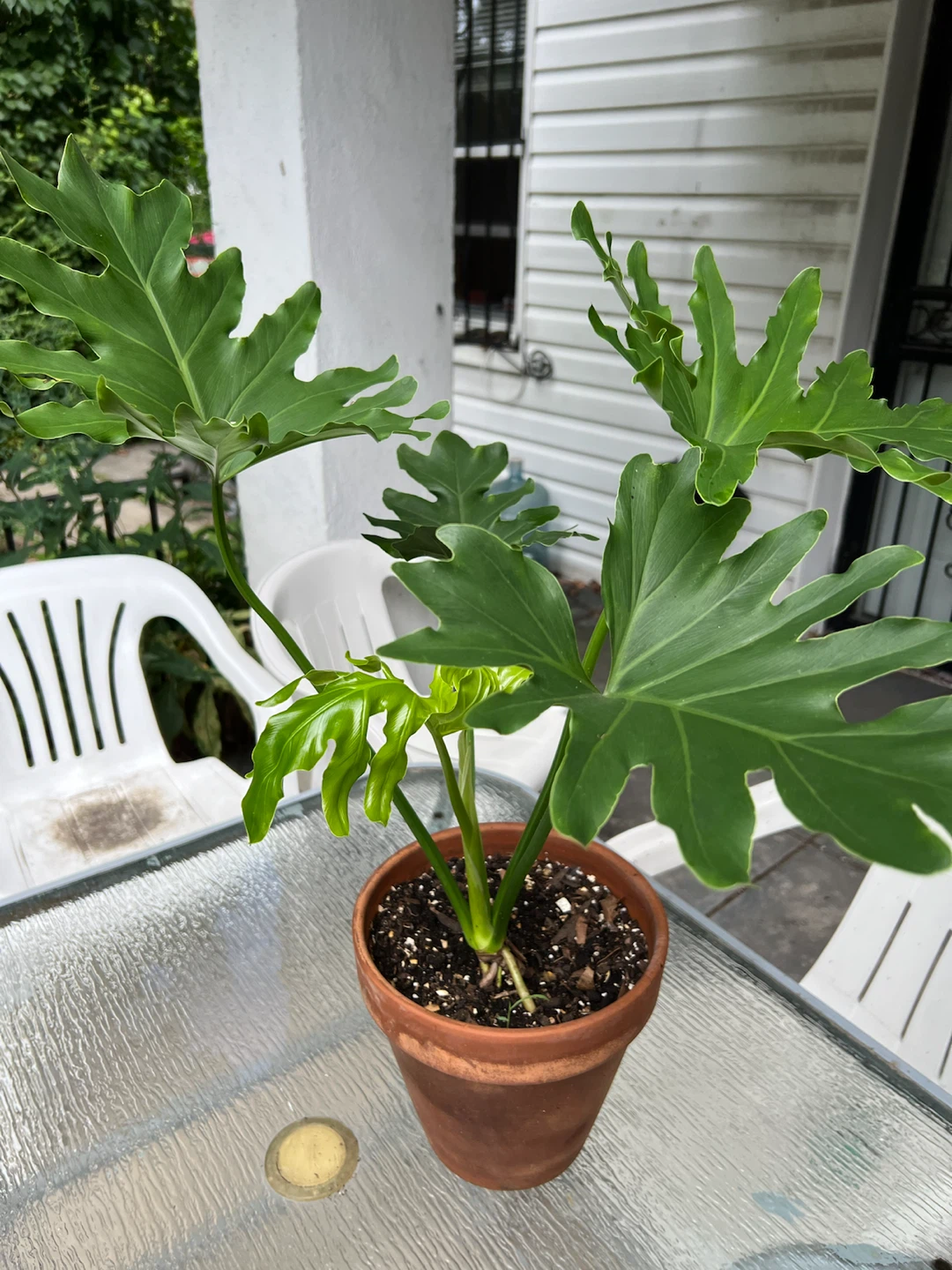 Beautiful and healthy Philodendron split leaf Plant - photo 5