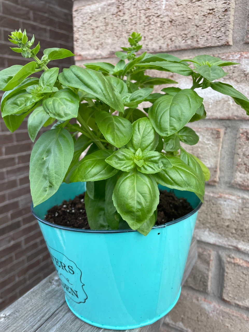 Basil plant in a pot