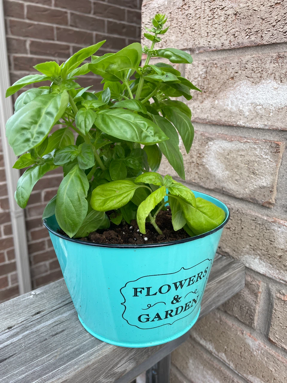 Basil plant in a pot - photo 2