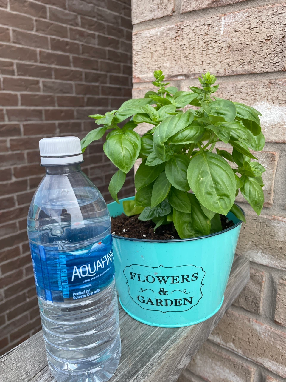 Basil plant in a pot - photo 3