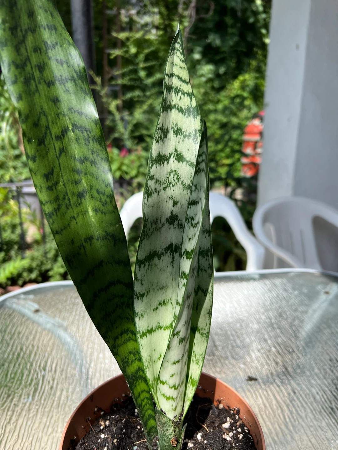 Snake Plant