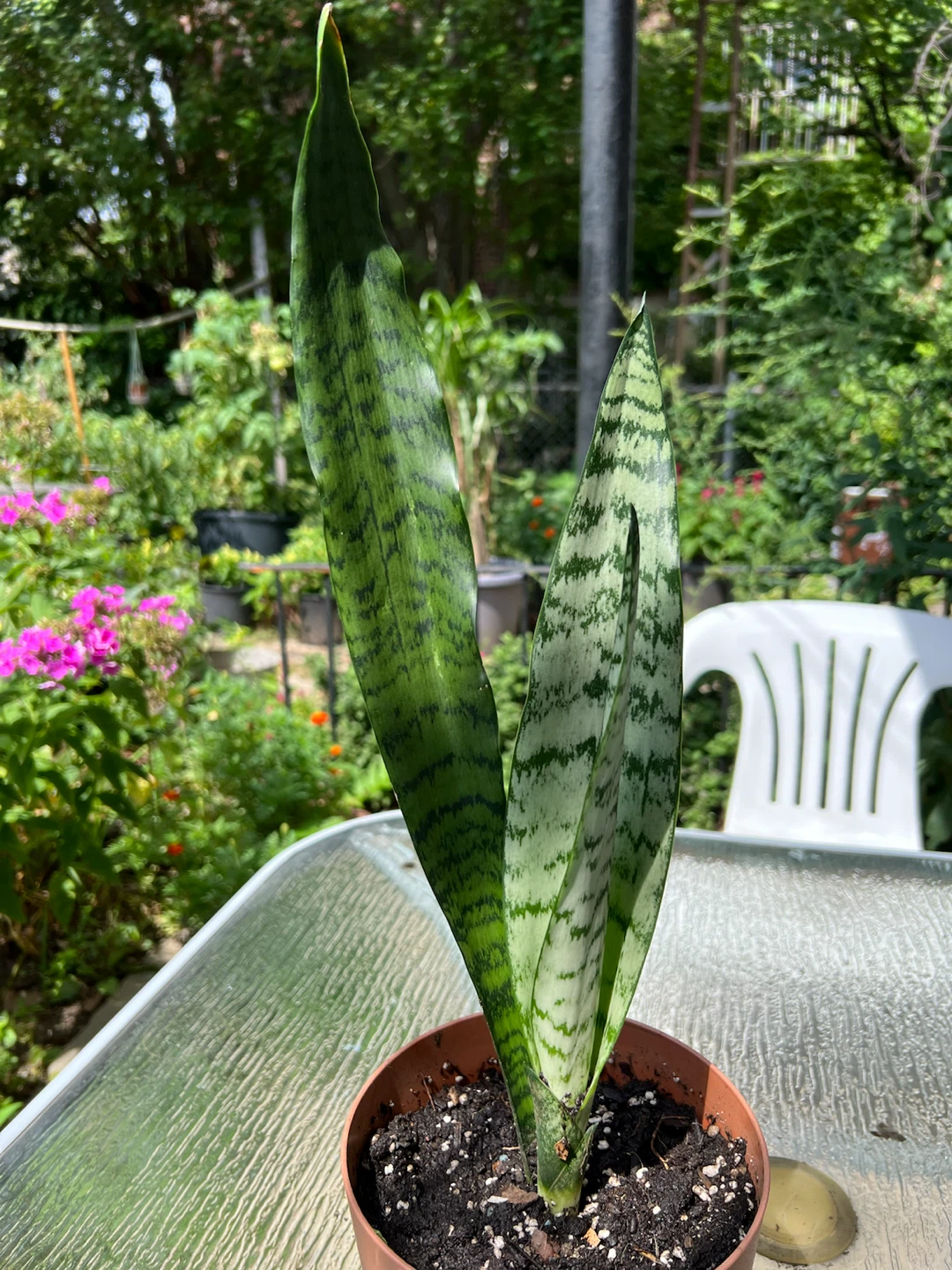 Snake Plant - photo 2