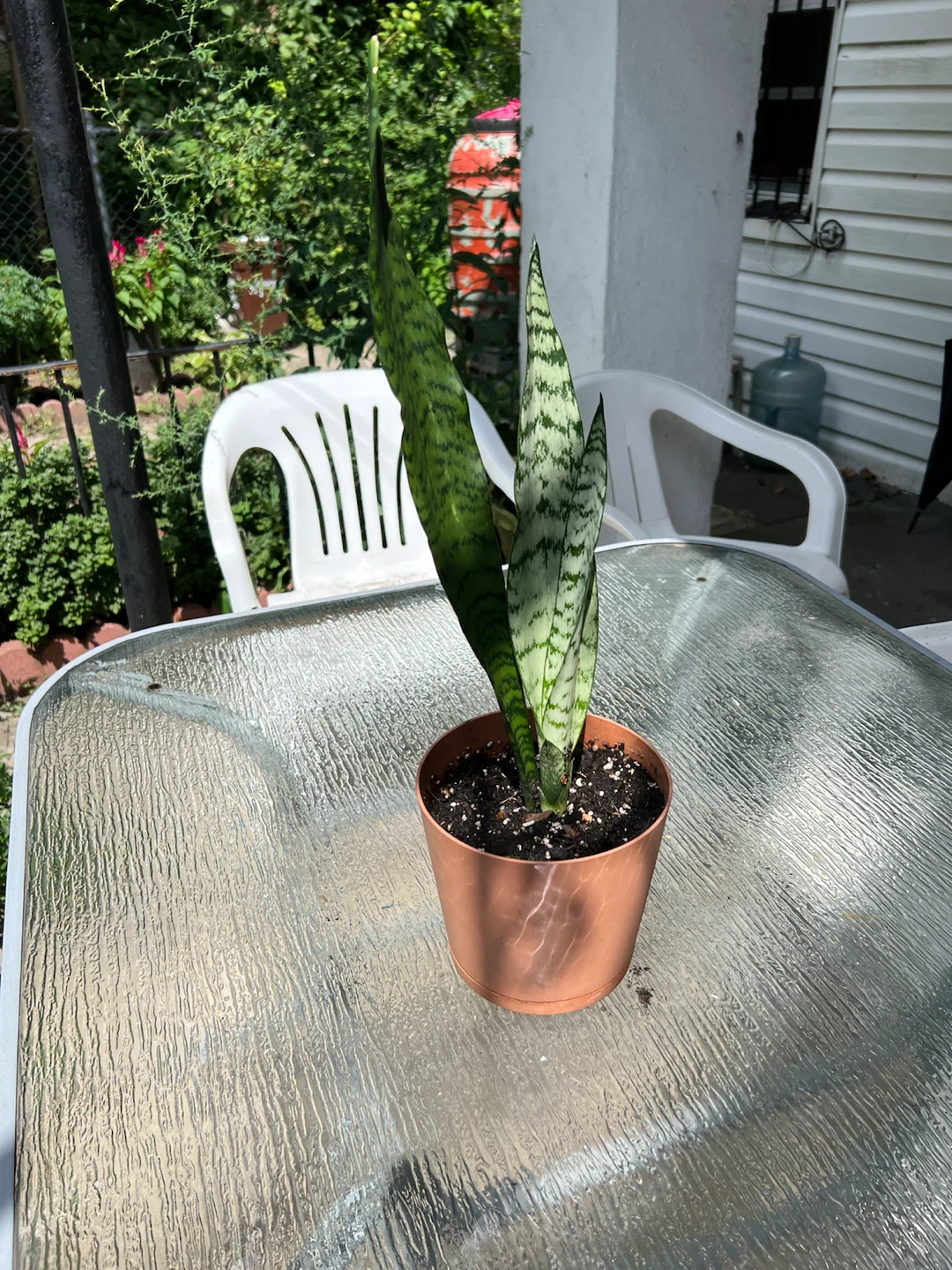 Snake Plant - photo 3