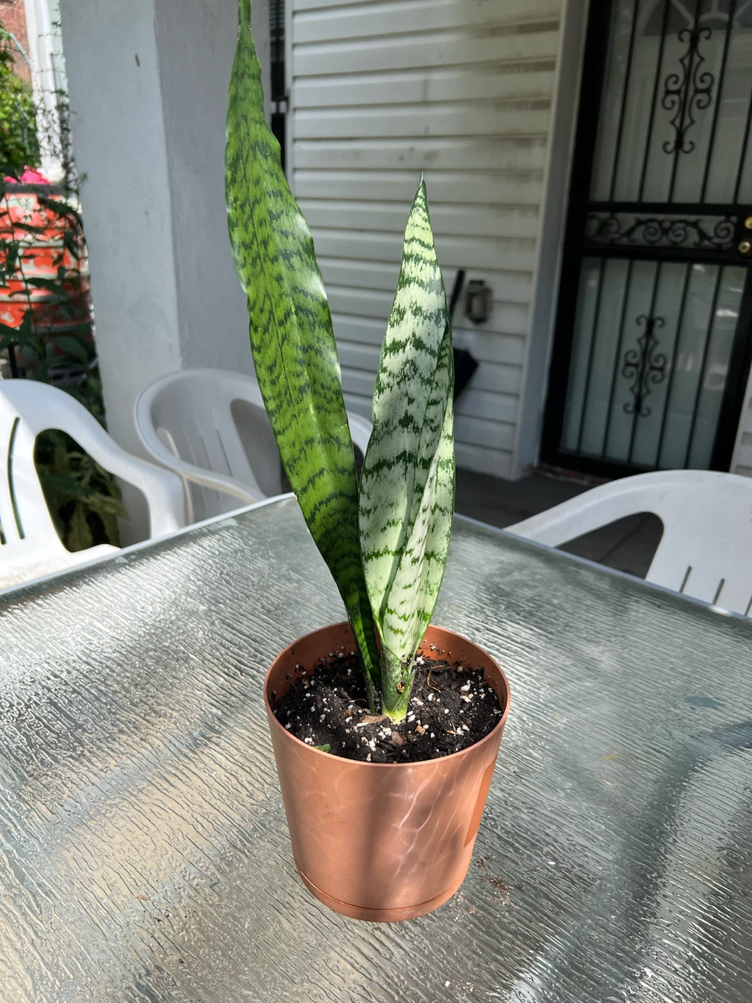 Snake Plant - photo 4