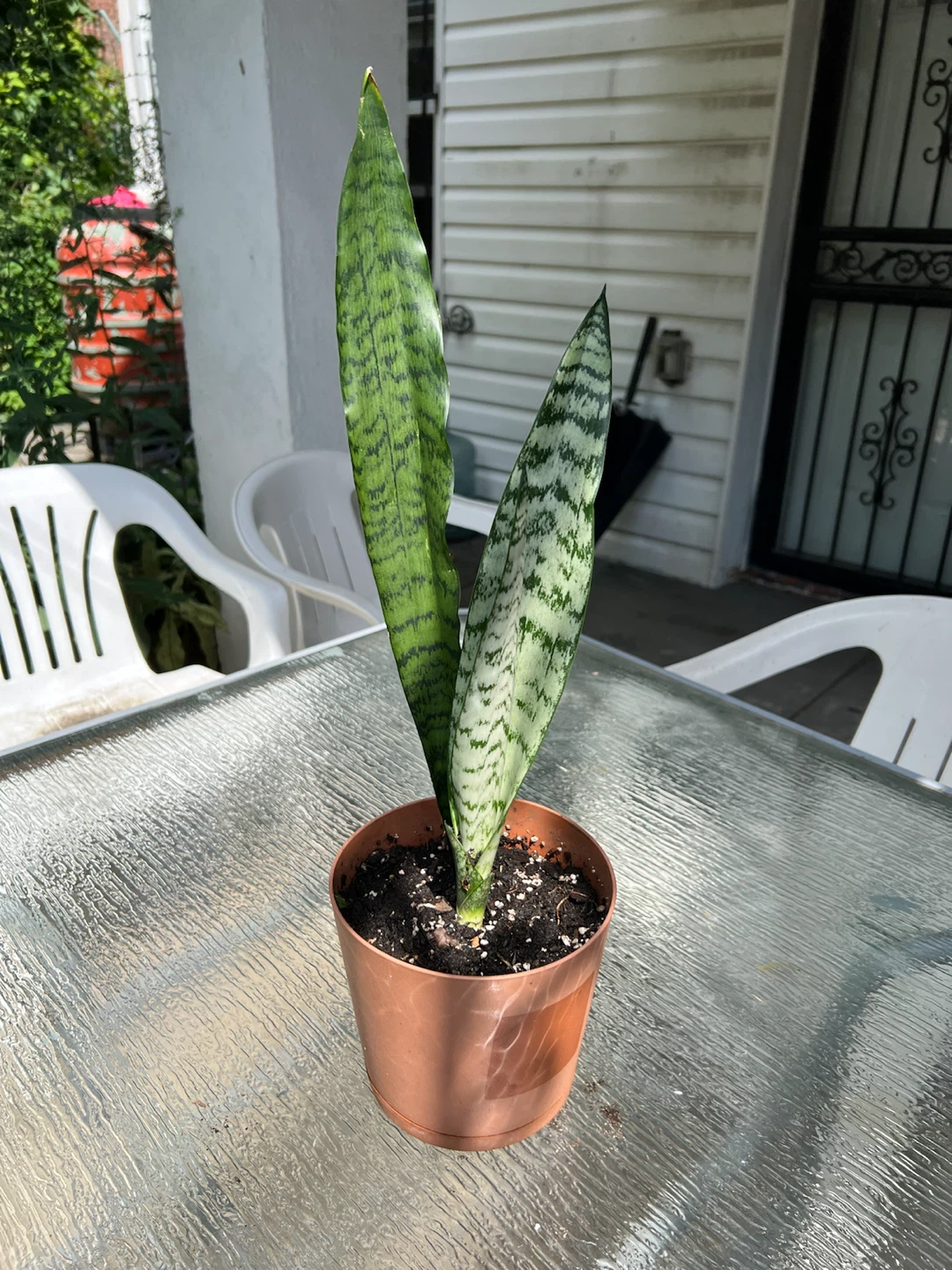 Snake Plant - photo 5