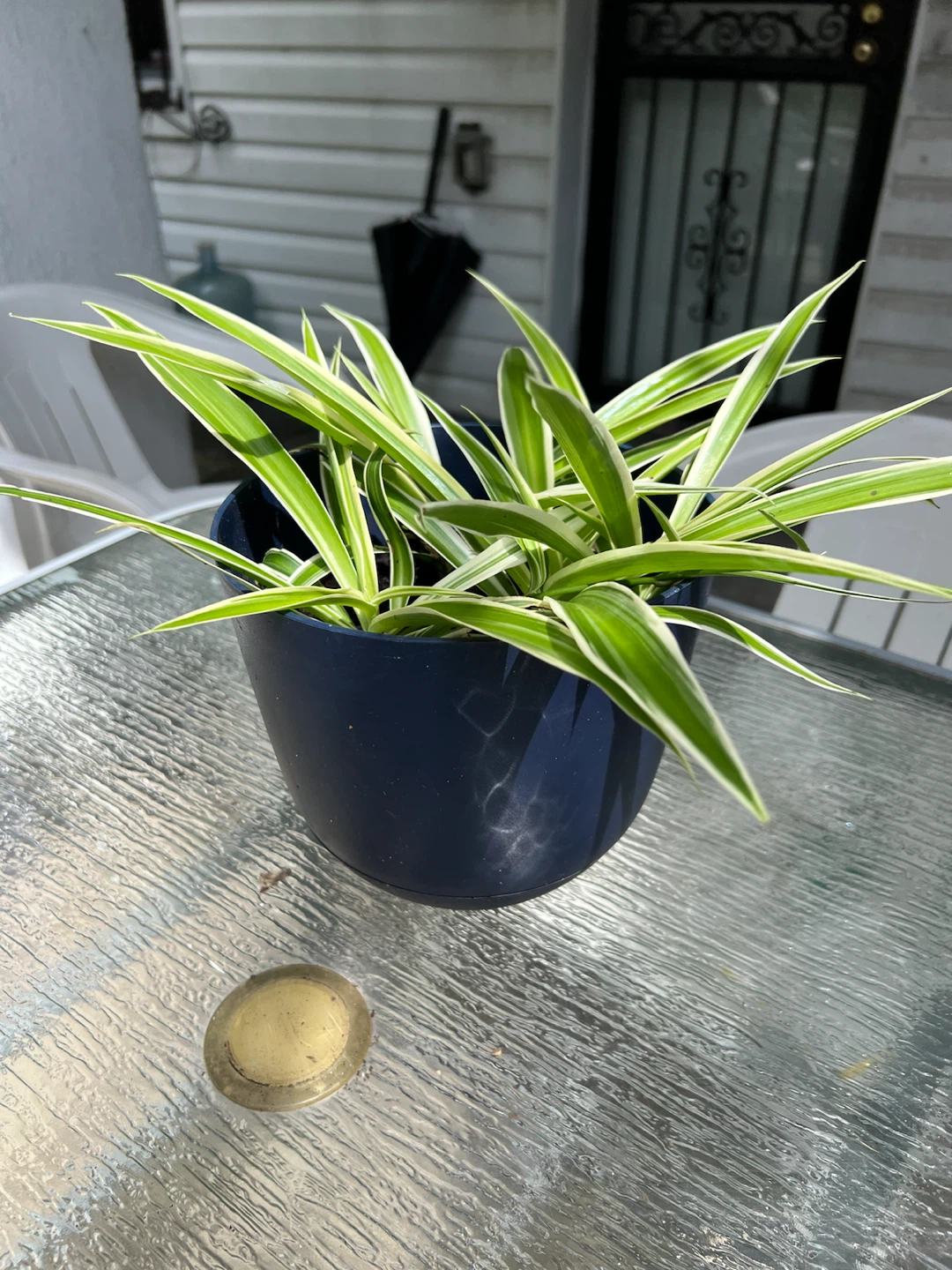 Spider Plant in Dark Blue Pot