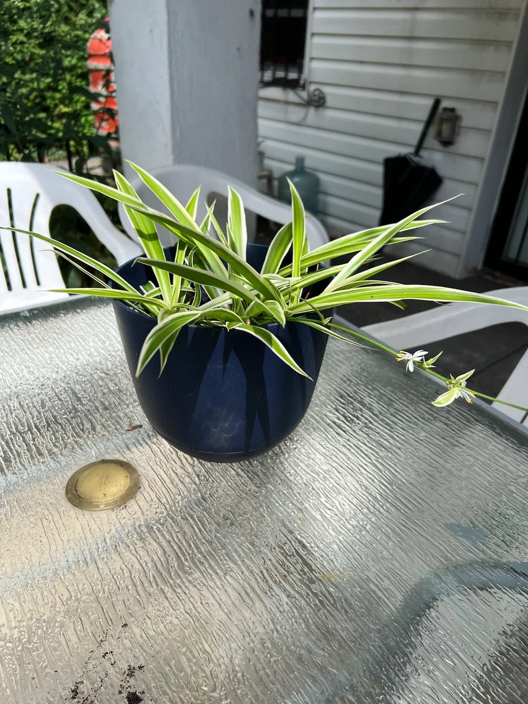 Spider Plant in Dark Blue Pot - photo 2