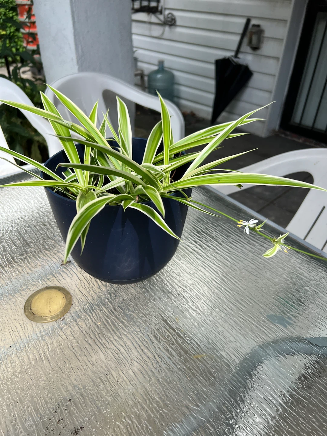 Spider Plant in Dark Blue Pot - photo 3