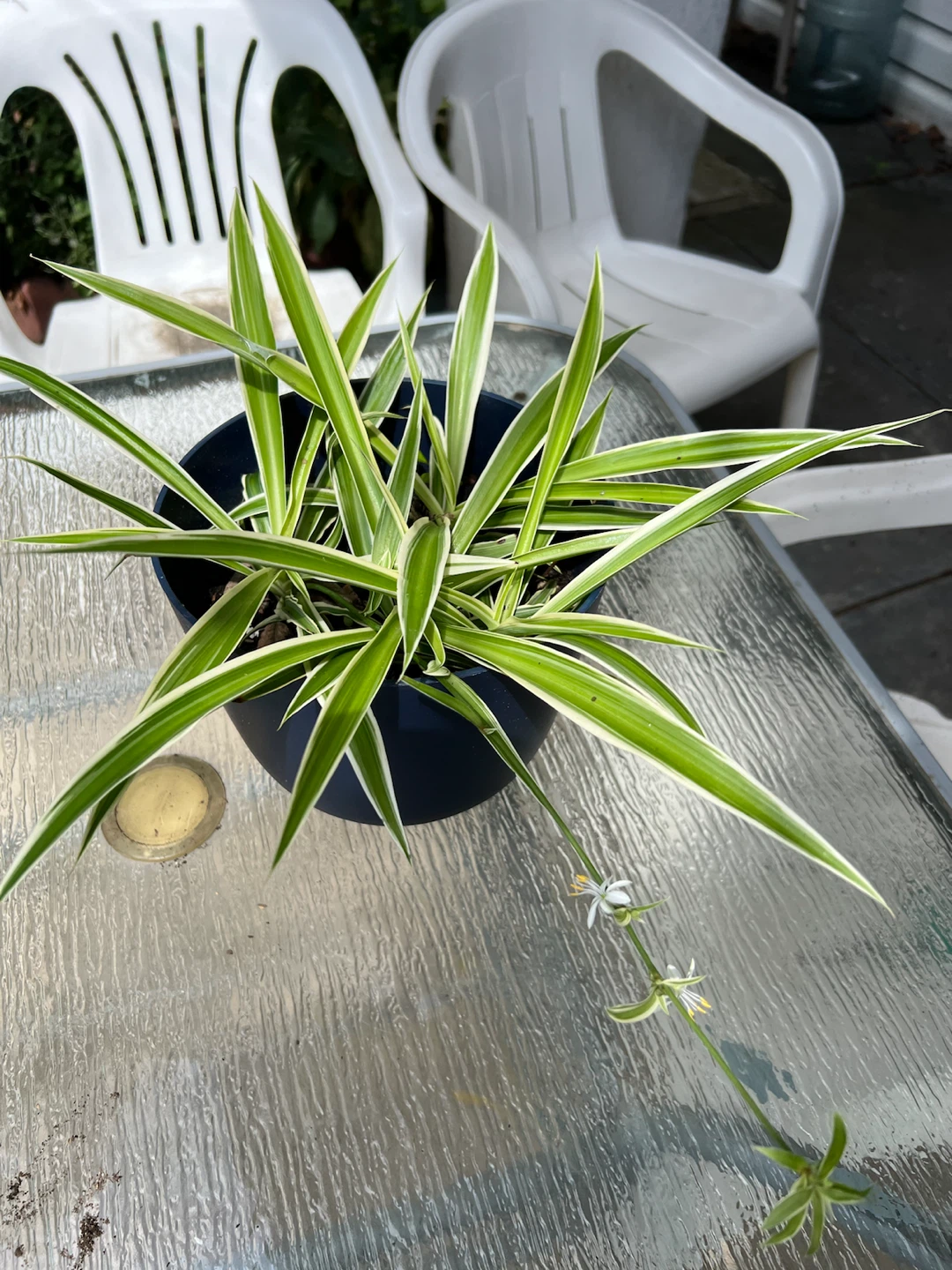 Spider Plant in Dark Blue Pot - photo 4