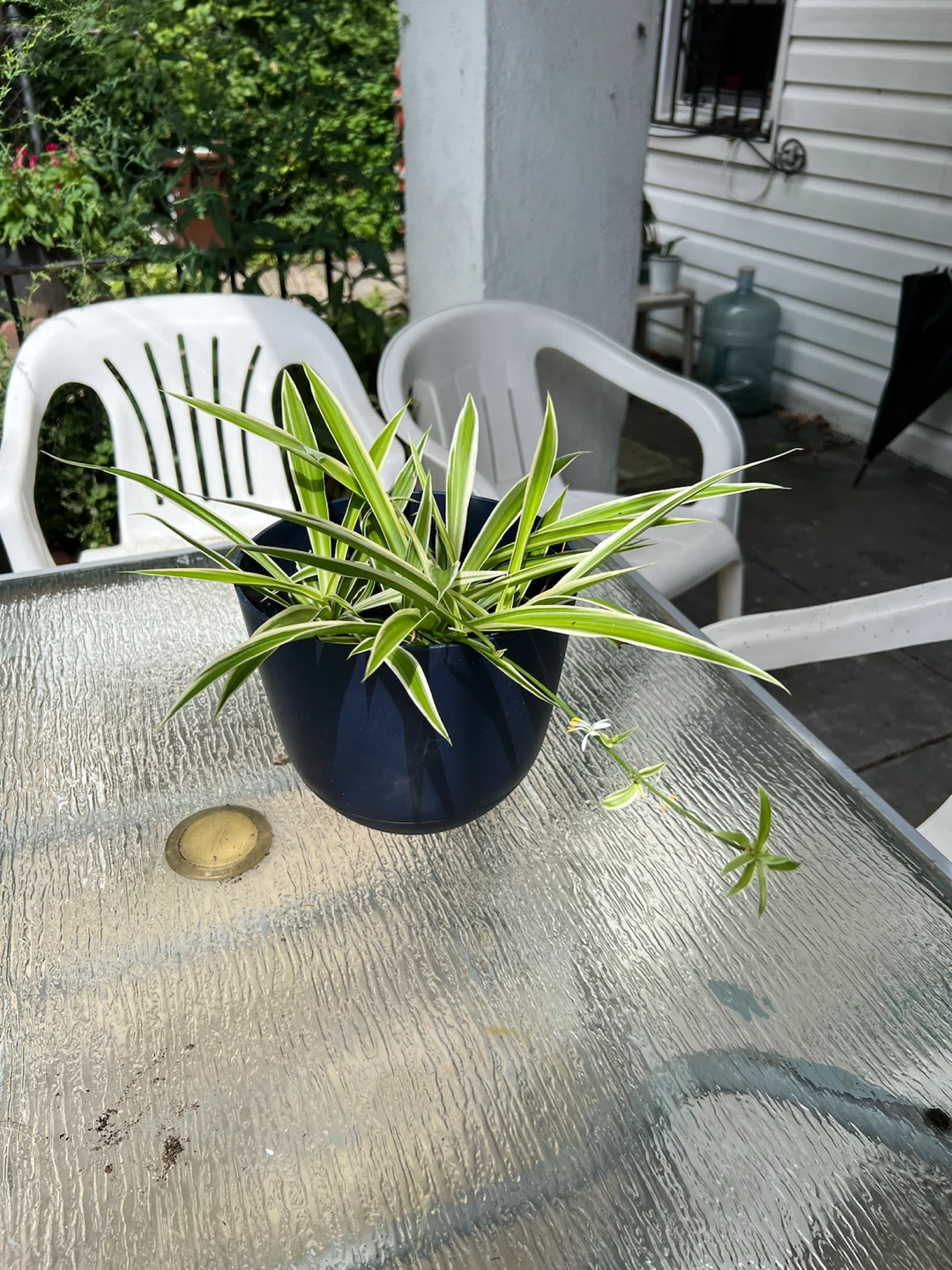 Spider Plant in Dark Blue Pot - photo 5