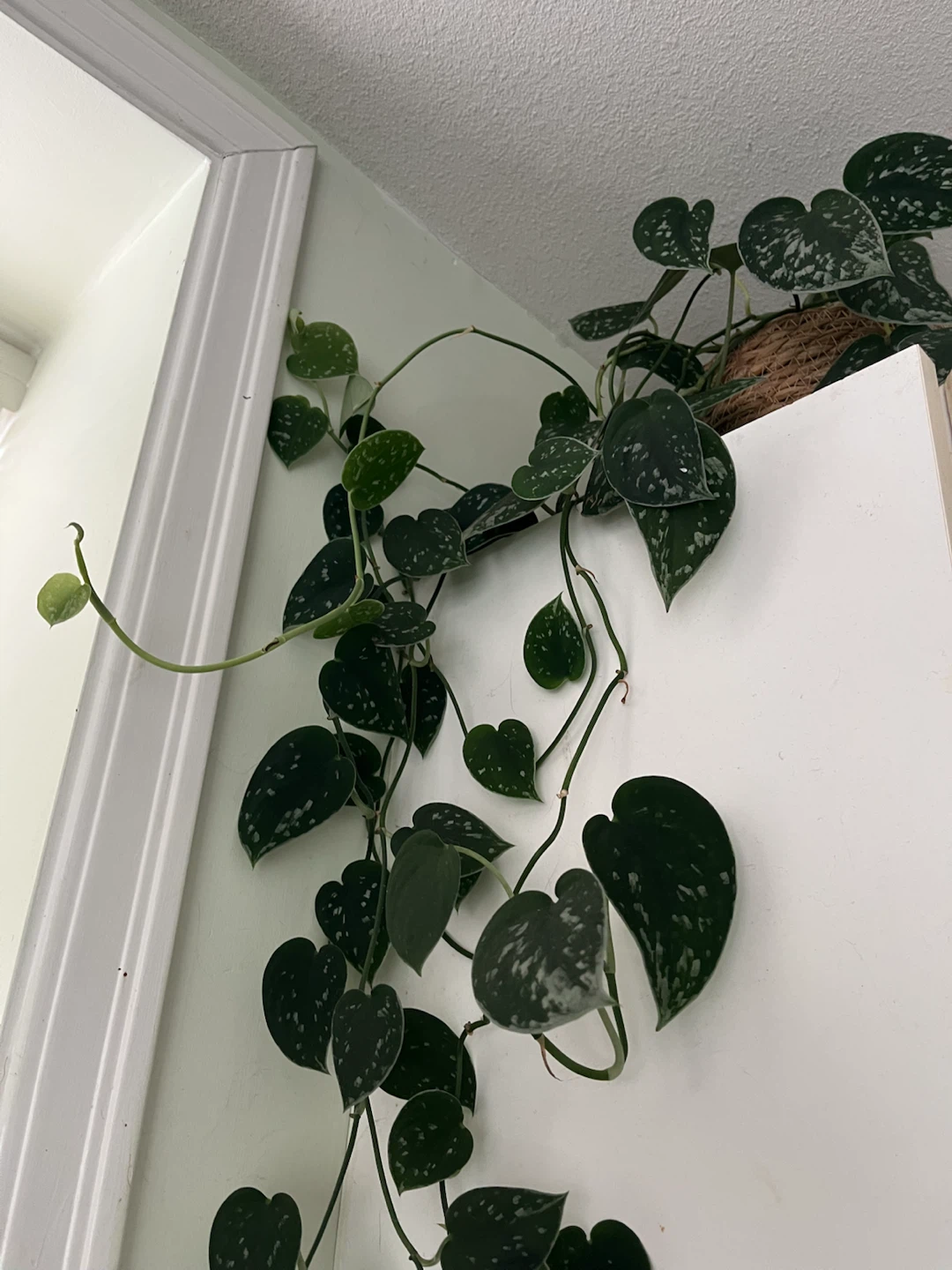 Scindapsus Pictus (Satin Pothos) Plant