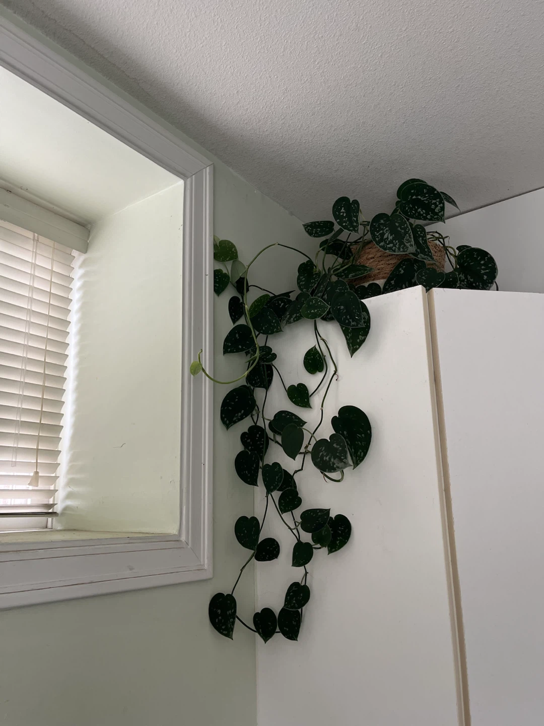 Scindapsus Pictus (Satin Pothos) Plant - photo 2