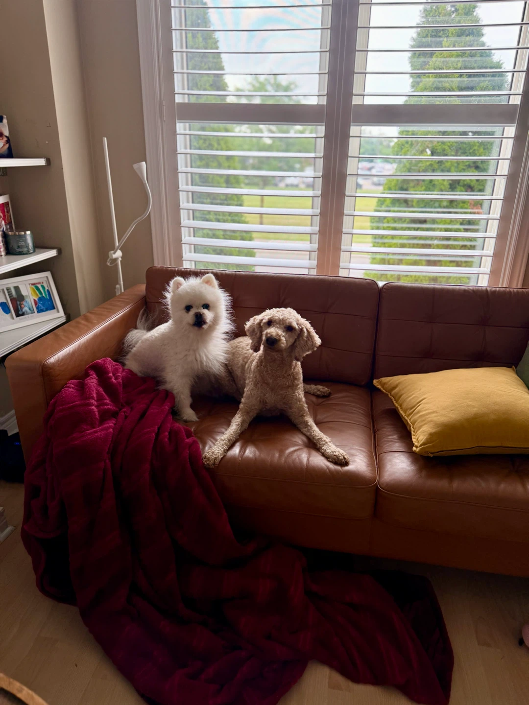 Brown Leather Sofa with Two Dogs and Blanket