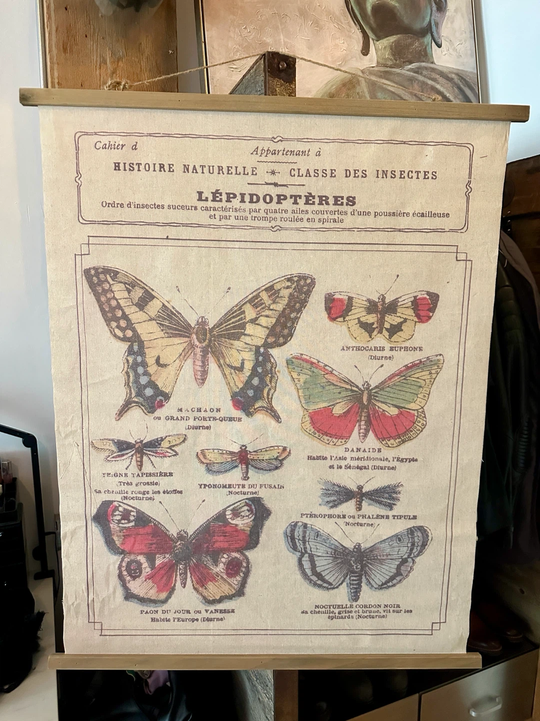 VINTAGE SCIENTIFIC BUTTERFLY ART WORK DRAWING